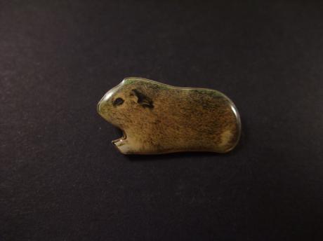 Cavia, huisdier